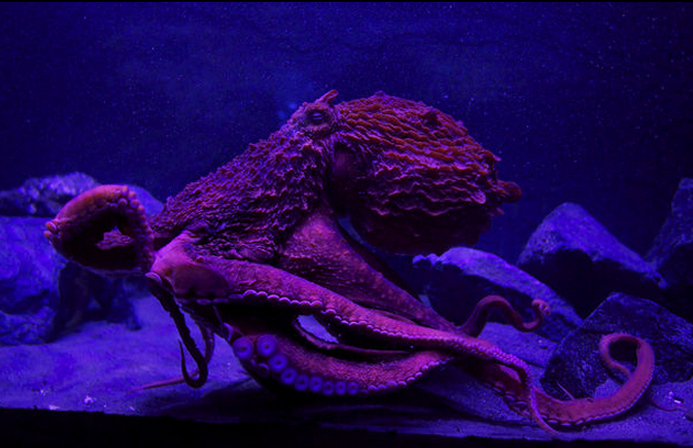 are aquariums inhumane are aquariums inhumane